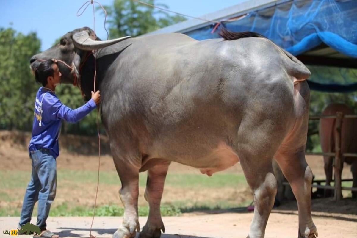 کینگ کونگ؛ بزرگترین گاومیش آبی جهان کینگ کونگ؛ بزرگترین گاومیش آبی جهان