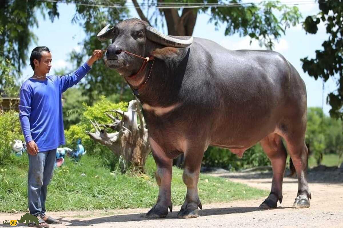 کینگ کونگ؛ بزرگترین گاومیش آبی جهان کینگ کونگ؛ بزرگترین گاومیش آبی جهان