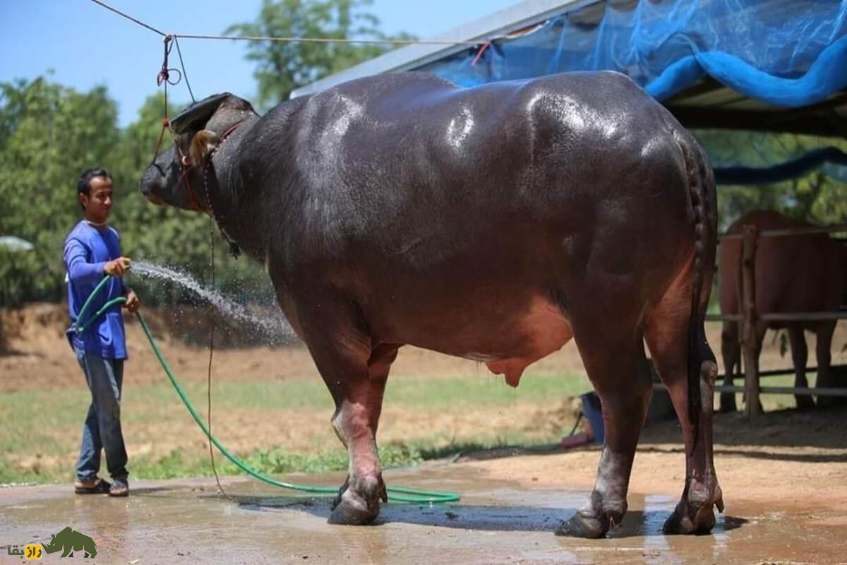 کینگ کونگ؛ بزرگترین گاومیش آبی جهان کینگ کونگ؛ بزرگترین گاومیش آبی جهان