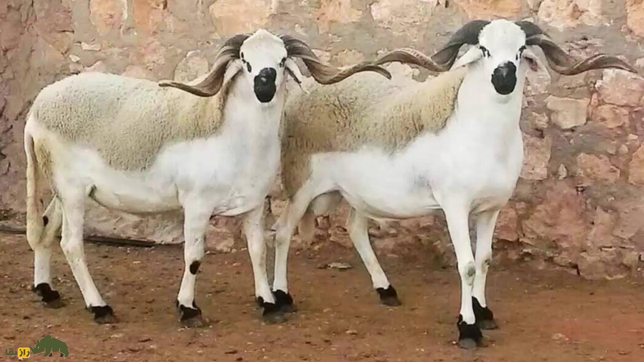 گوسفند سردی؛ گوسفند مراکشی که از گوشت آن غذای سنتی مراکش به نام «طاجین» تهیه میشود گوسفند سردی؛ گوسفند مراکشی که از گوشت آن غذای سنتی مراکش به نام «طاجین» تهیه میشود
