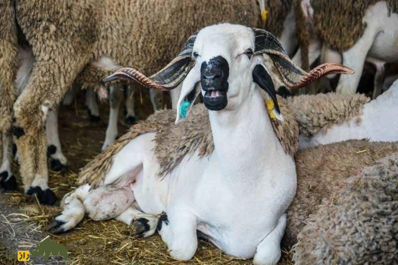 گوسفند سردی؛ گوسفند مراکشی که از گوشت آن غذای سنتی مراکش به نام «طاجین» تهیه میشود گوسفند سردی؛ گوسفند مراکشی که از گوشت آن غذای سنتی مراکش به نام «طاجین» تهیه میشود