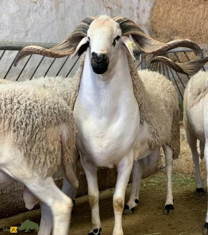 گوسفند سردی؛ گوسفند مراکشی که از گوشت آن غذای سنتی مراکش به نام «طاجین» تهیه میشود گوسفند سردی؛ گوسفند مراکشی که از گوشت آن غذای سنتی مراکش به نام «طاجین» تهیه میشود