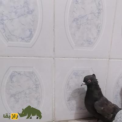 کبوتر سرکه‌ای؛ کبوتری با رنگ چشم‌نواز که عشق‌بازان را مسحور خود کرد