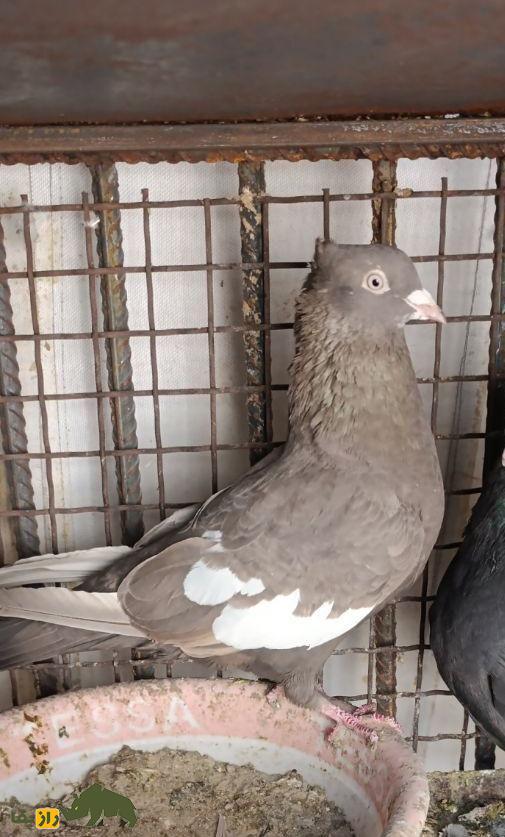 کبوتر سرکه‌ای؛ کبوتری با رنگ چشم‌نواز که عشق‌بازان را مسحور خود کرد