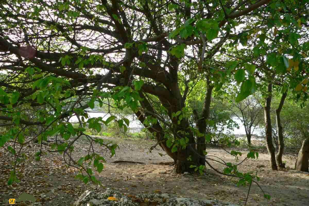 سیبچه مرگ؛ سمیترین درخت جهان که با یک لمس میکشد و حتی سایه آن هم خطرناک است سیبچه مرگ؛ سمیترین درخت جهان که با یک لمس میکشد و حتی سایه آن هم خطرناک است