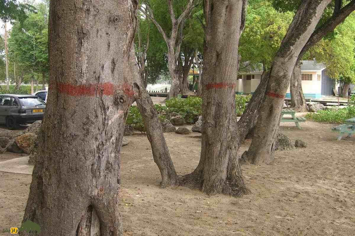 سیبچه مرگ؛ سمیترین درخت جهان که با یک لمس میکشد و حتی سایه آن هم خطرناک است سیبچه مرگ؛ سمیترین درخت جهان که با یک لمس میکشد و حتی سایه آن هم خطرناک است