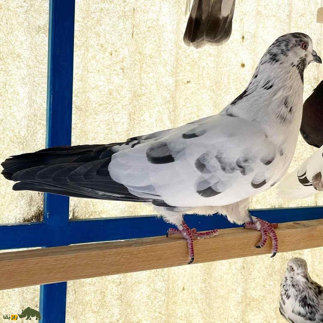کبوتر دستپر قوچی؛ جواهری زینتی که با بالهای باشکوهش در آسمان ایران میدرخشد کبوتر دستپر قوچی؛ جواهری زینتی که با بالهای باشکوهش در آسمان ایران میدرخشد