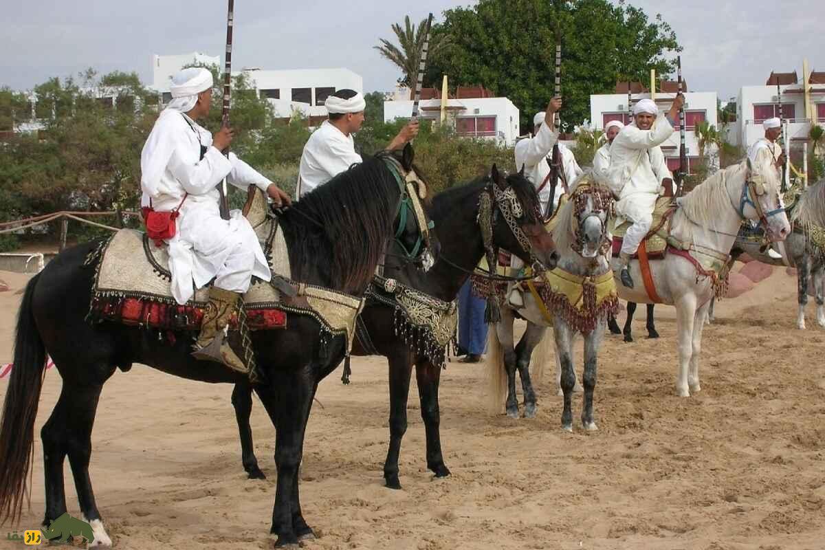 اسب بارب؛ بهترین اسب آفریقا معروف به «شتر» که مسلمانان با آن اروپا را فتح کردند