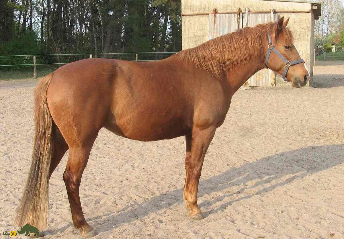اسب بارب قهوه‌ای رنگ