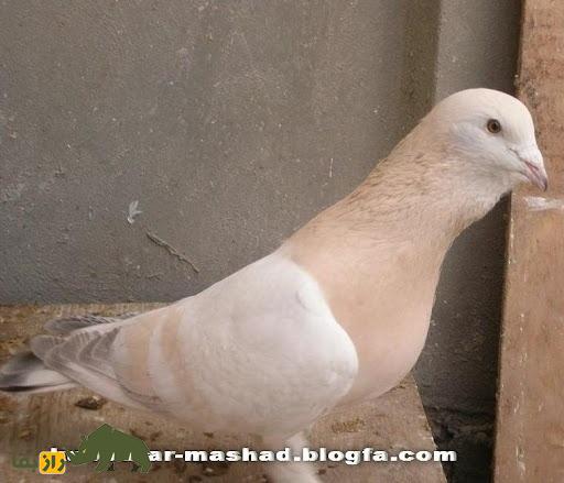 کبوتر خرطومی؛ کبوتر سوری الاصل که عجیبترین گردن دنیا را در بین پرندگان دارد کبوتر خرطومی؛ کبوتر سوری الاصل که عجیبترین گردن دنیا را در بین پرندگان دارد