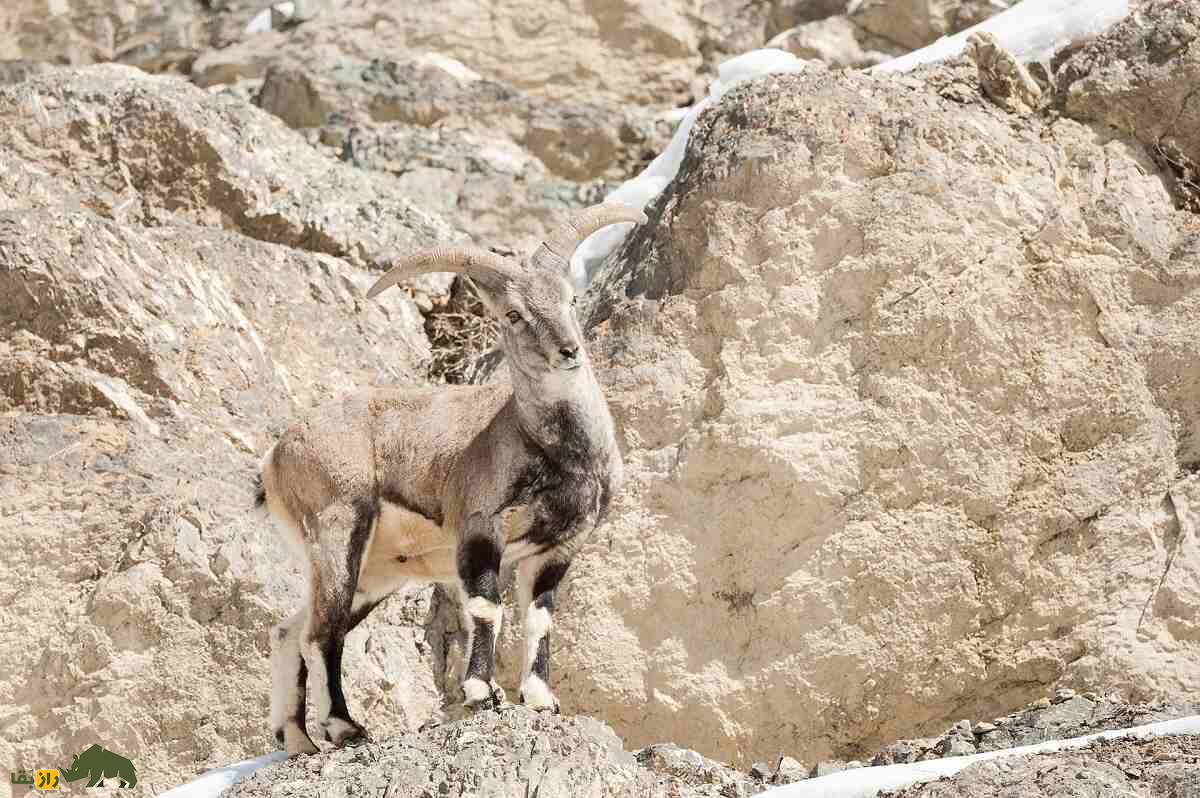 بهارال یا گوسفند آبی؛ حیوانی با ترکیب بز و گوسفند که عمودی راه میرود و بوداییها او را از مرگ نجات دادند بهارال یا گوسفند آبی؛ حیوانی با ترکیب بز و گوسفند که عمودی راه میرود و بوداییها او را از مرگ نجات دادند