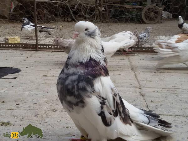 کبوتر پلنگ؛ کبوتر معروف ایرانی که شبیه یک پلنگ پرنده است کبوتر پلنگ؛ کبوتر معروف ایرانی که شبیه یک پلنگ پرنده است