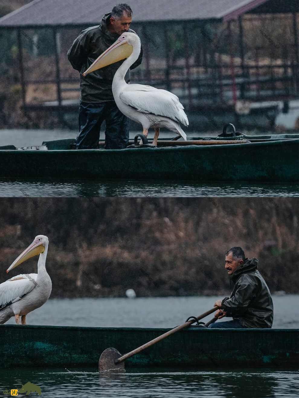 عمو جلال و داگلاس، پلیکان مهاجری که ۸ سال است در انزلی کنار هم زندگی میکنند عمو جلال و داگلاس، پلیکان مهاجری که ۸ سال است در انزلی کنار هم زندگی میکنند