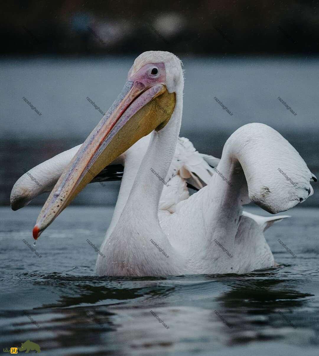 عمو جلال و داگلاس، پلیکان مهاجری که ۸ سال است در انزلی کنار هم زندگی میکنند عمو جلال و داگلاس، پلیکان مهاجری که ۸ سال است در انزلی کنار هم زندگی میکنند