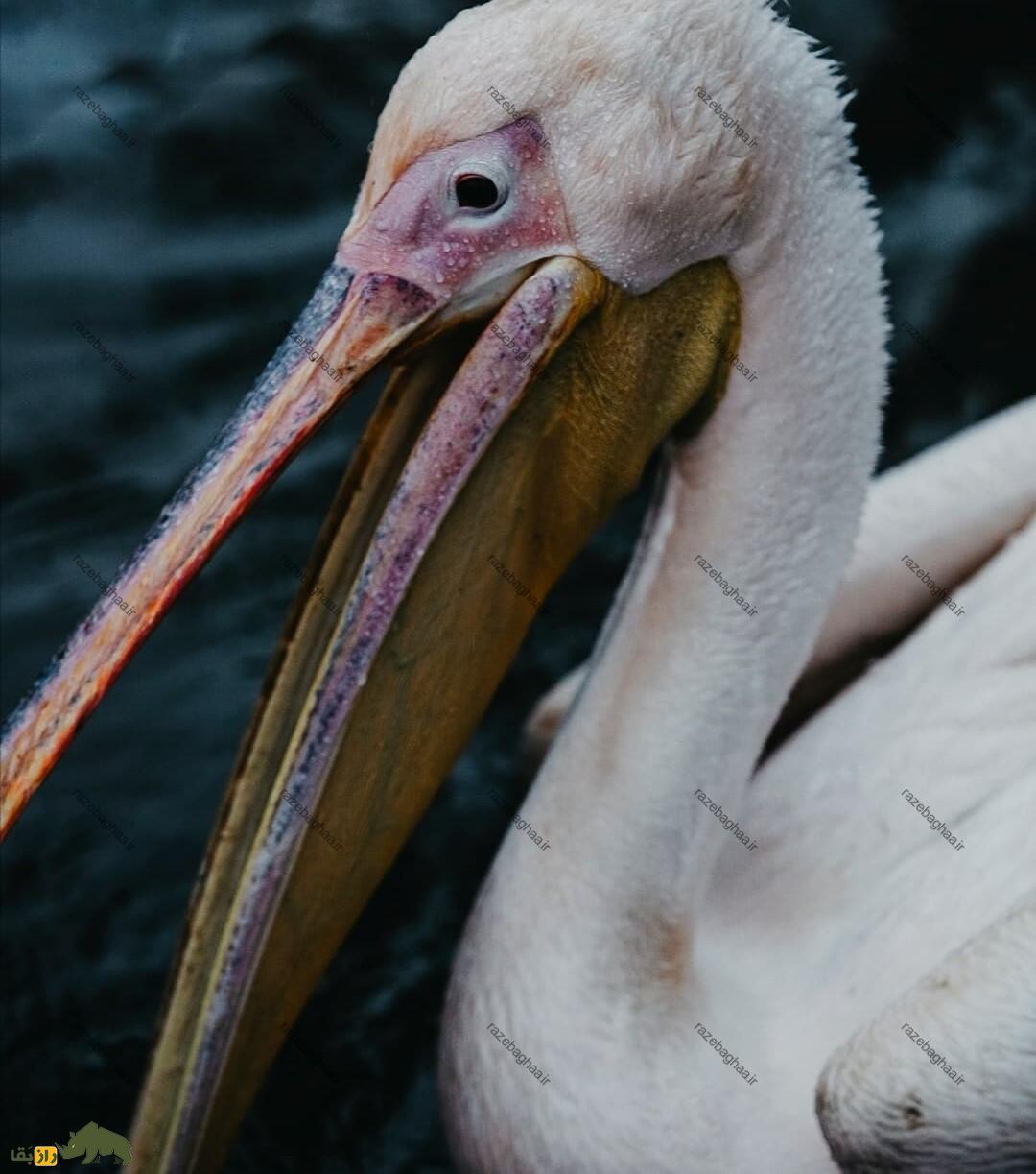 عمو جلال و داگلاس، پلیکان مهاجری که ۸ سال است در انزلی کنار هم زندگی میکنند عمو جلال و داگلاس، پلیکان مهاجری که ۸ سال است در انزلی کنار هم زندگی میکنند