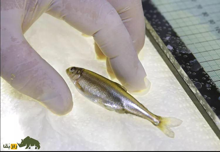 delta smelt