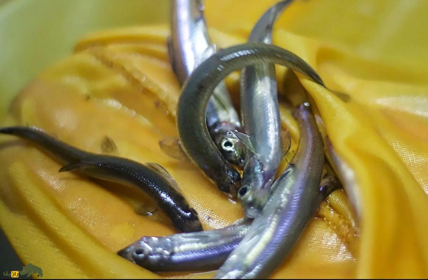 delta smelt