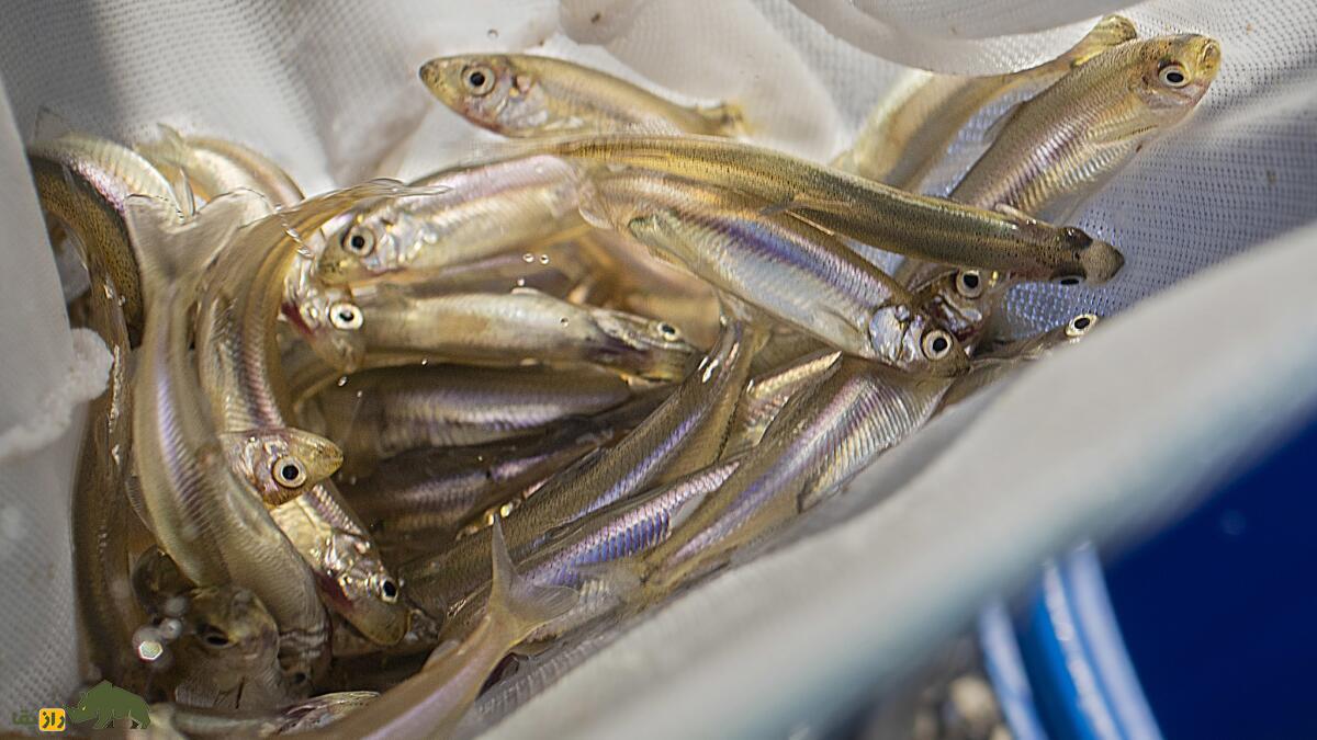 delta smelt