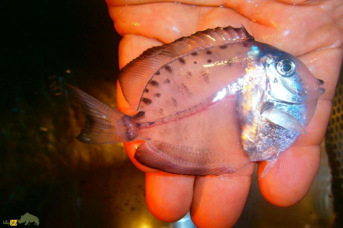 جراح ماهی؛ ماهی که با تیغههای تیزش دشمنان را سلاخی میکند و بدنش کاملا شفاف است