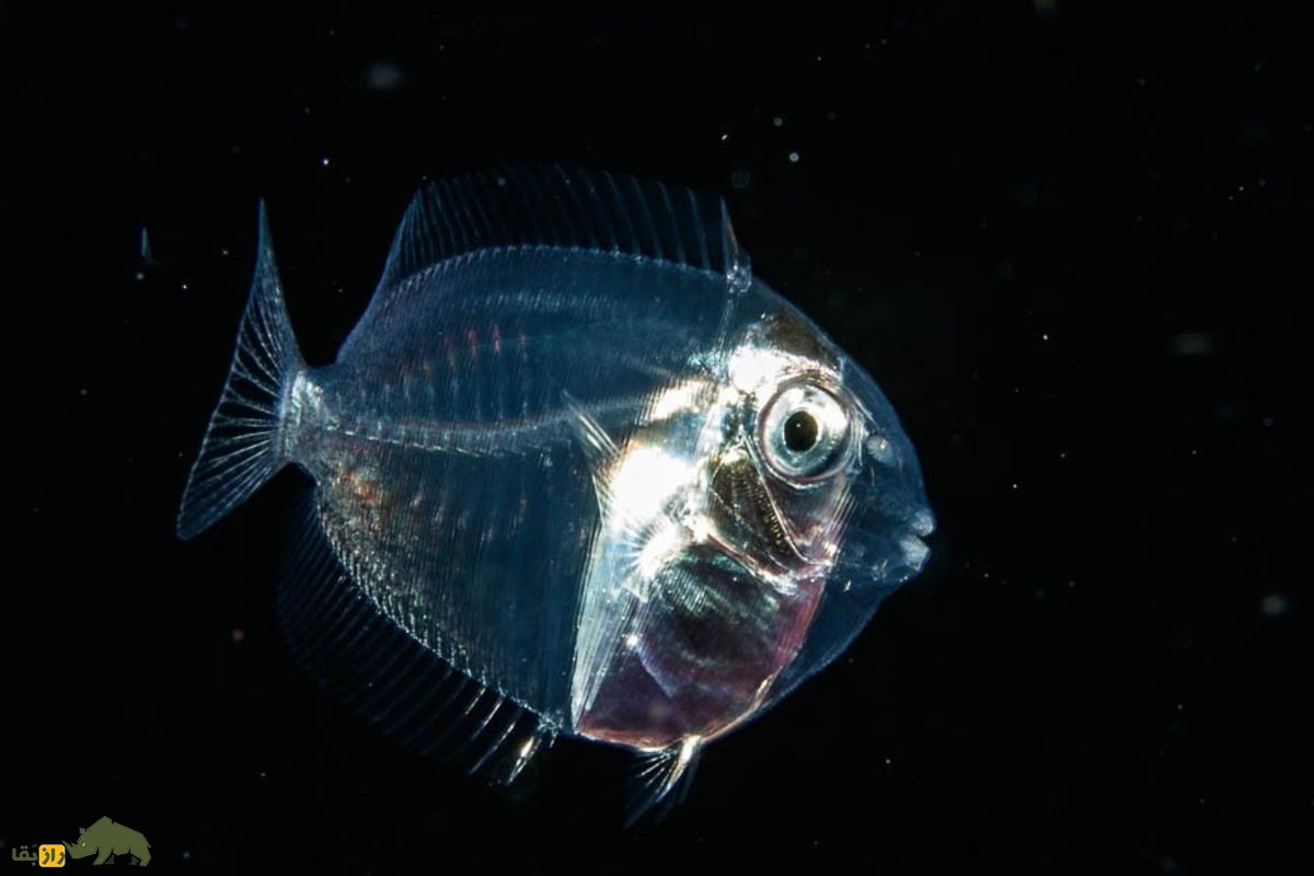 جراح ماهیها جراح ماهیها