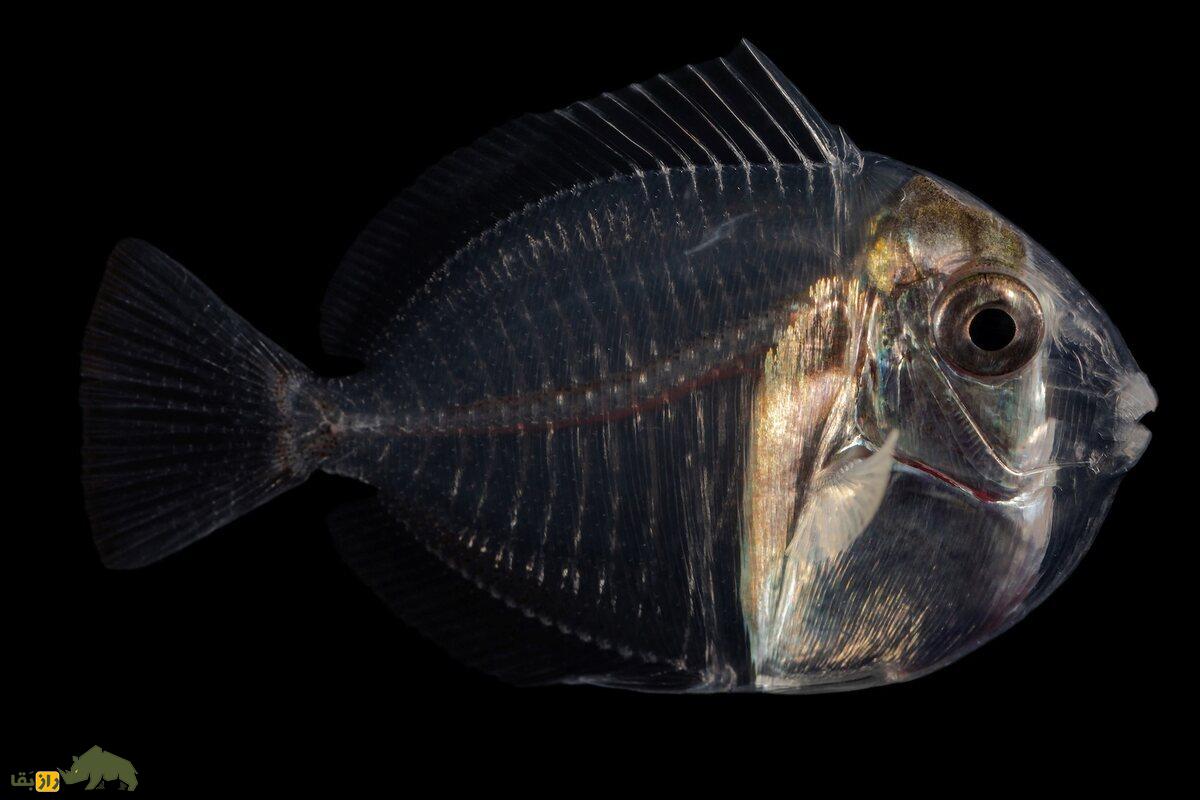 جراح ماهیها جراح ماهیها