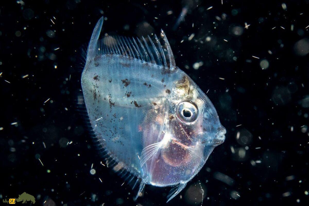 جراح ماهیها جراح ماهیها