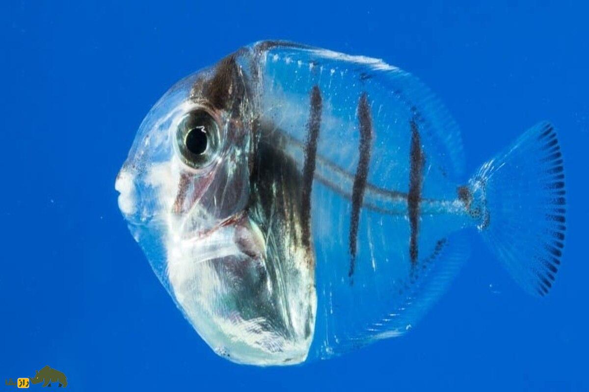 جراح ماهیها جراح ماهیها