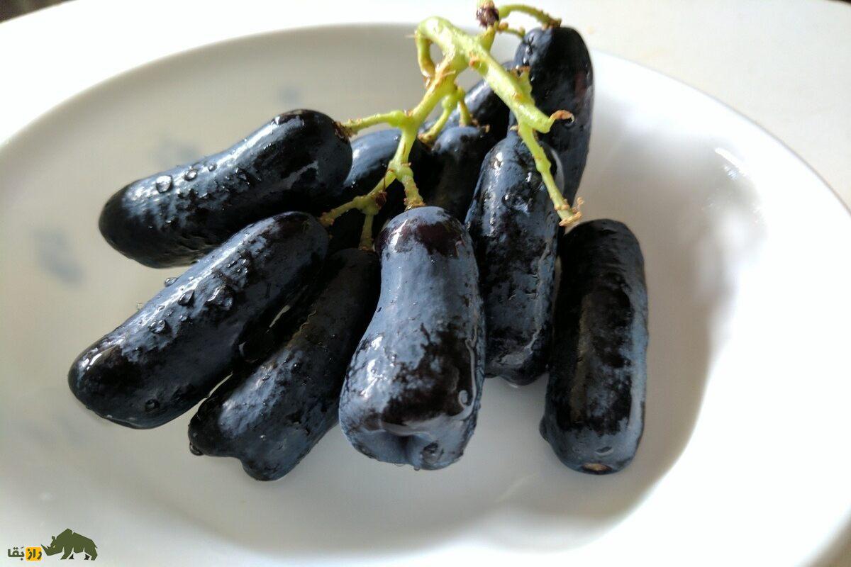 انگور قطره ماه