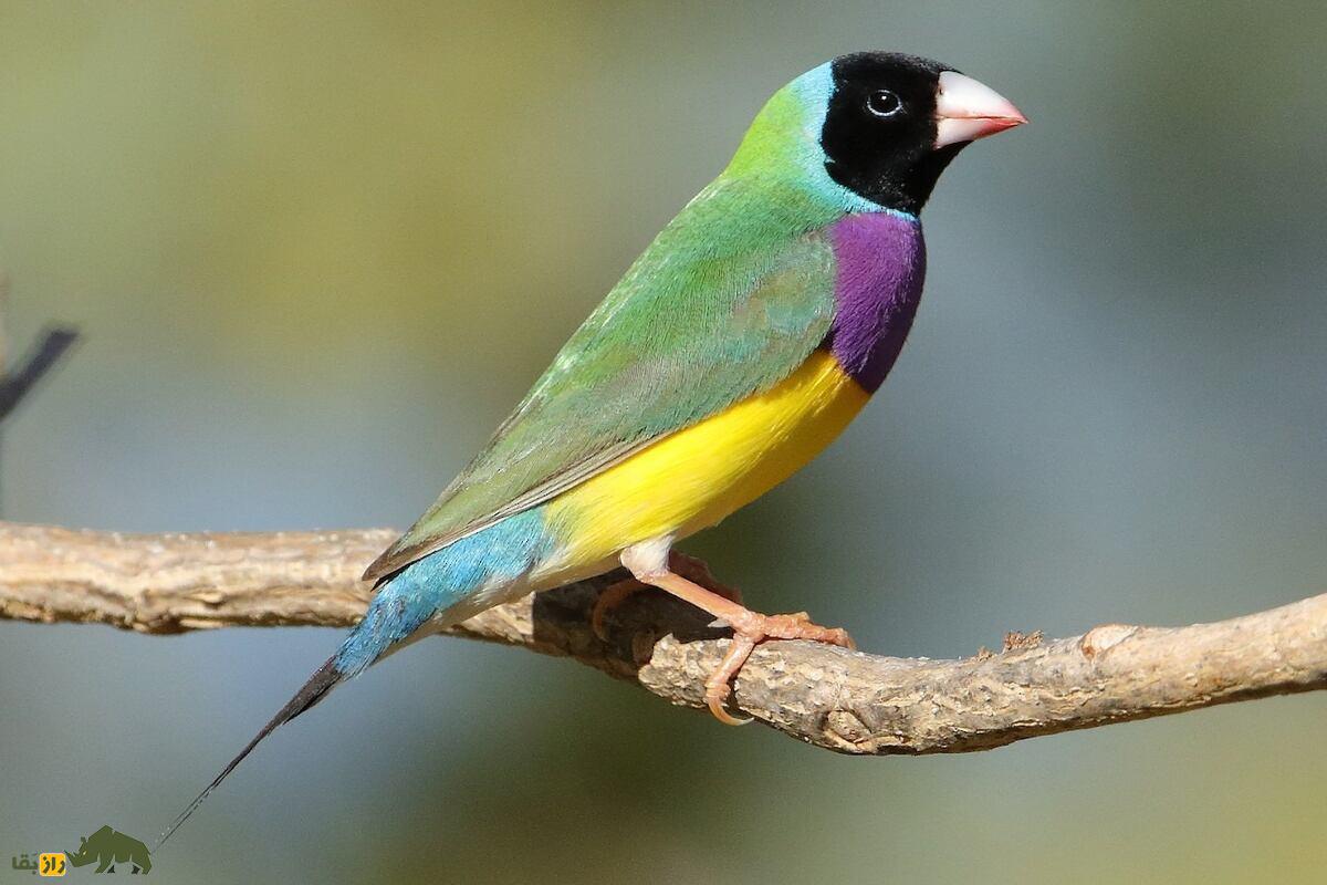 سهره سهره