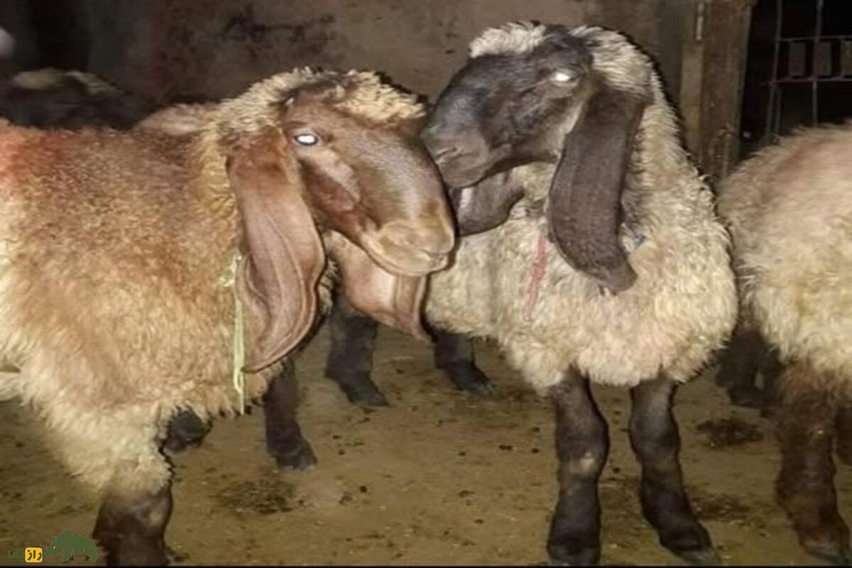 گوسفند حمدانی؛ گوسفند ۱۰۰ کیلویی که عربها برای قربانی از آن استفاده میکنند!