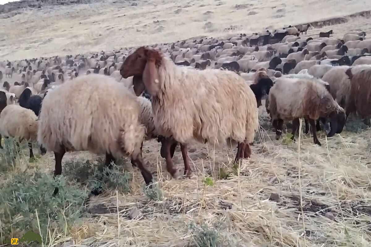 گوسفند حمدانی گوسفند حمدانی