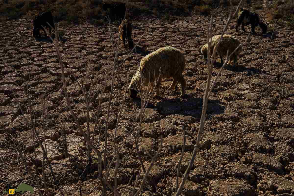 گوسفند حمدانی گوسفند حمدانی