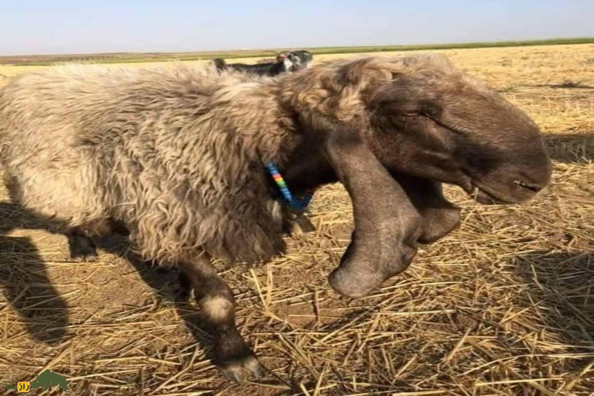 گوسفند حمدانی گوسفند حمدانی