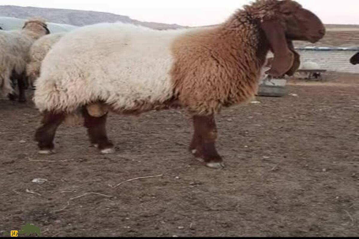 گوسفند حمدانی گوسفند حمدانی