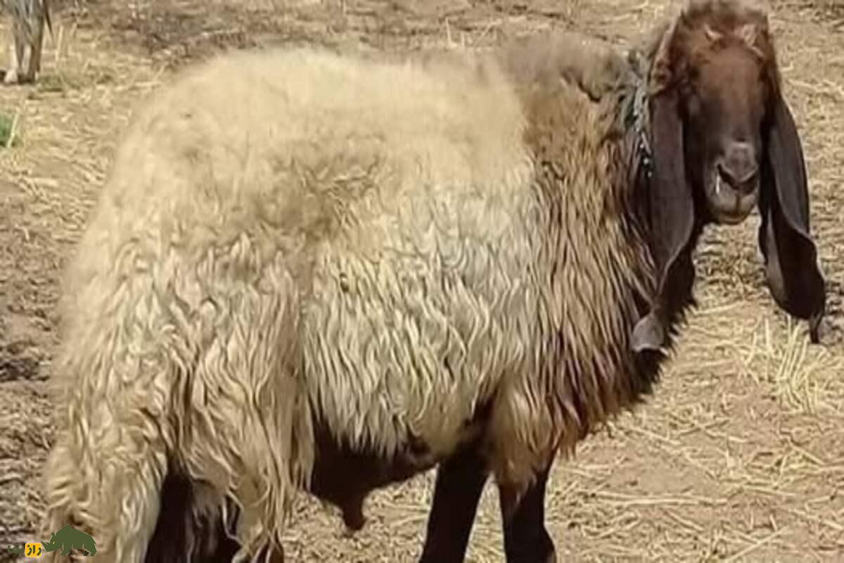 گوسفند حمدانی گوسفند حمدانی