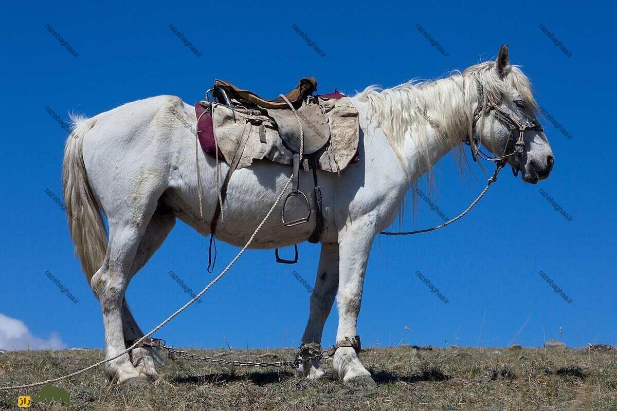 اسب آلتای: اسب هزاران ساله که در برابر سرما عایق است اسب آلتای: اسب هزاران ساله که در برابر سرما عایق است