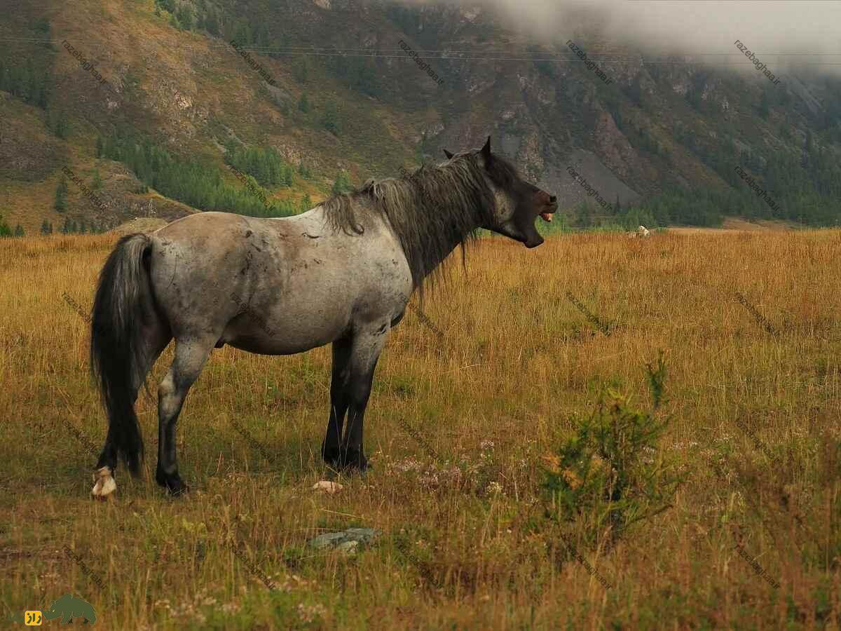 اسب آلتای: اسب هزاران ساله که در برابر سرما عایق است اسب آلتای: اسب هزاران ساله که در برابر سرما عایق است