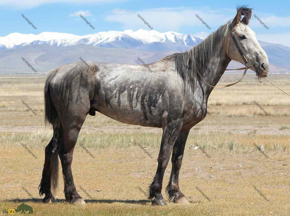 اسب آلتای: اسب هزاران ساله که در برابر سرما عایق است اسب آلتای در دشت های آسیای میانه