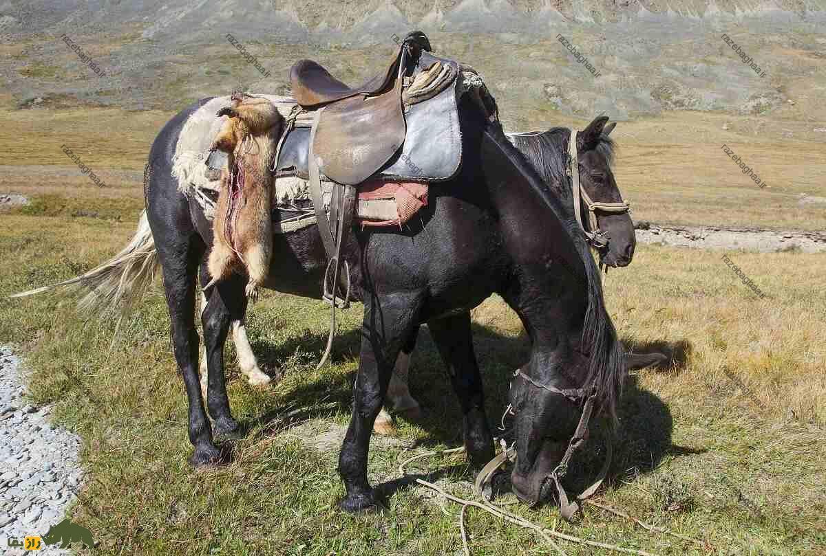 اسب آلتای: اسب هزاران ساله که در برابر سرما عایق است اسب آلتای سیاه رنگ زین شده در حال خوردن علوفه در دشت