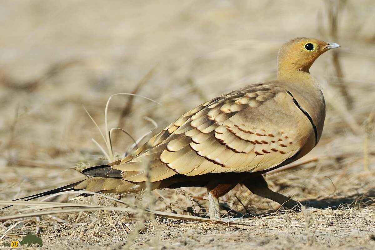 کوکَر یا باقرقره؛ موجودات شگفتانگیز ساکن بیابان کوکَر یا باقرقره؛ موجودات شگفتانگیز ساکن بیابان