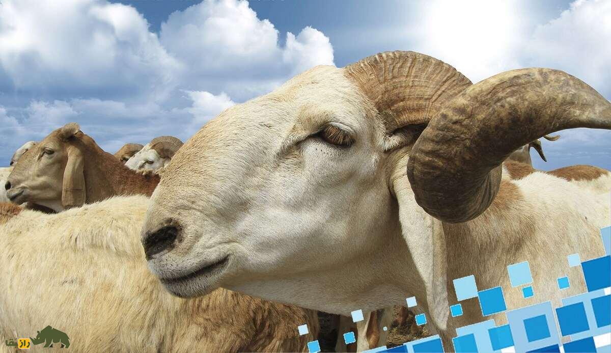 گوسفند زاگاوا؛ ستاره مقاوم بیابان‌های سودان که پشم و گوشت منحصربه‌فردی تولید می‌کند