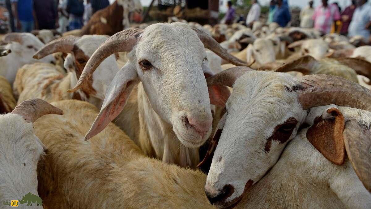 گوسفند زاگاوا؛ ستاره مقاوم بیابان‌های سودان که پشم و گوشت منحصربه‌فردی تولید می‌کند
