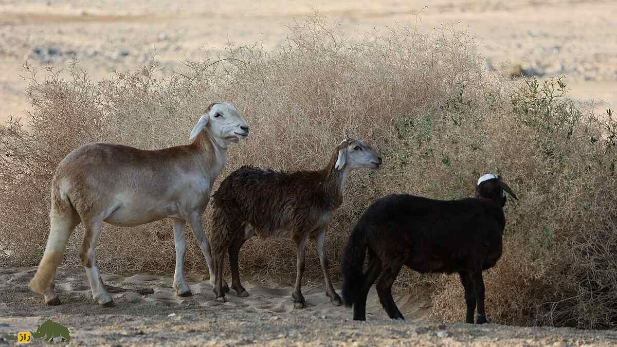 گوسفند زاگاوا؛ ستاره مقاوم بیابان‌های سودان که پشم و گوشت منحصربه‌فردی تولید می‌کند