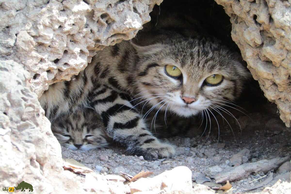 گربه پاسیاه (Felis nigripes): شکارچی مرموز شب گربه پاسیاه (Felis nigripes): شکارچی مرموز شب