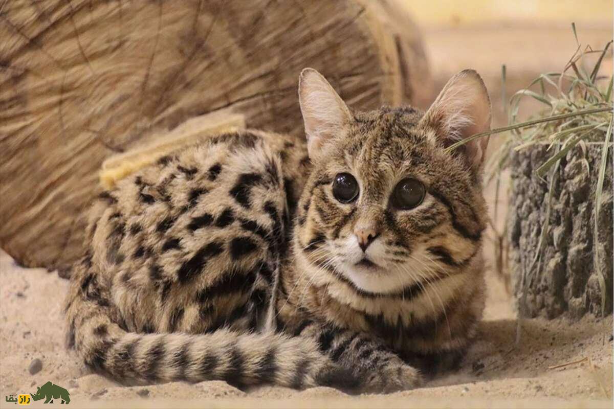 گربه پاسیاه (Felis nigripes): شکارچی مرموز شب گربه پاسیاه (Felis nigripes): شکارچی مرموز شب