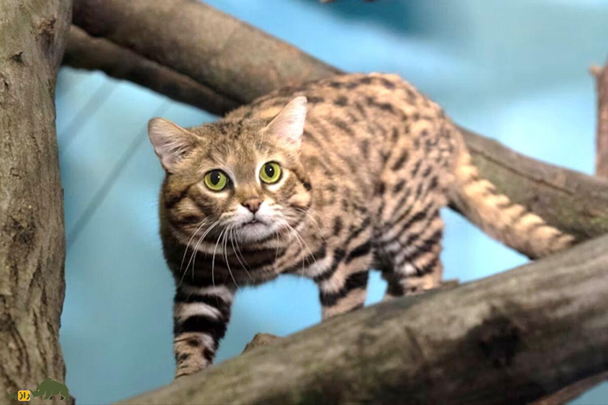 گربه پاسیاه (Felis nigripes): شکارچی مرموز شب گربه پاسیاه (Felis nigripes): شکارچی مرموز شب