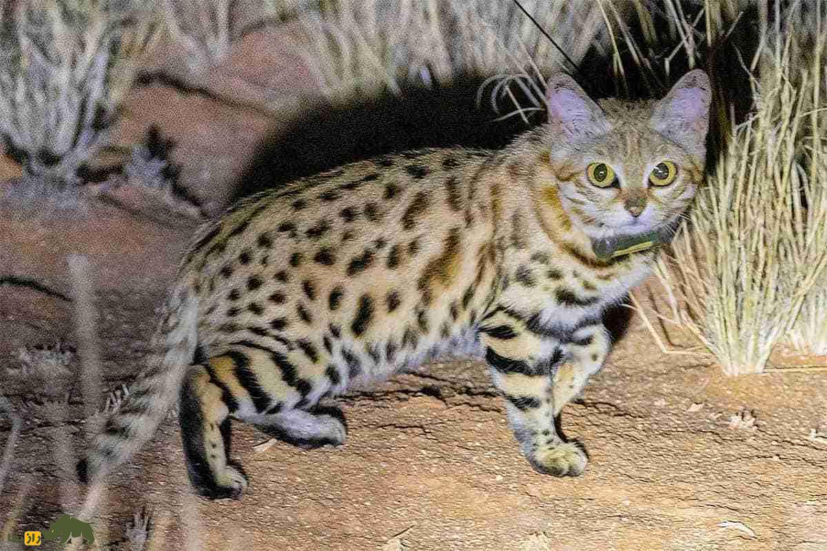 گربه پاسیاه (Felis nigripes): شکارچی مرموز شب گربه پاسیاه (Felis nigripes): شکارچی مرموز شب