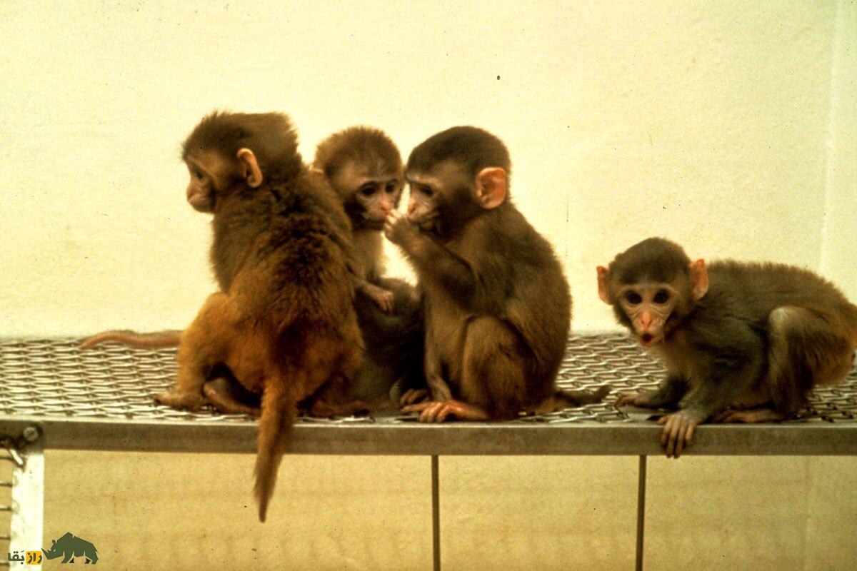 فیلمی عجیب از هفت میمونِ سرگردان که کرج را بهم ریختند! میمونِ سرگردان