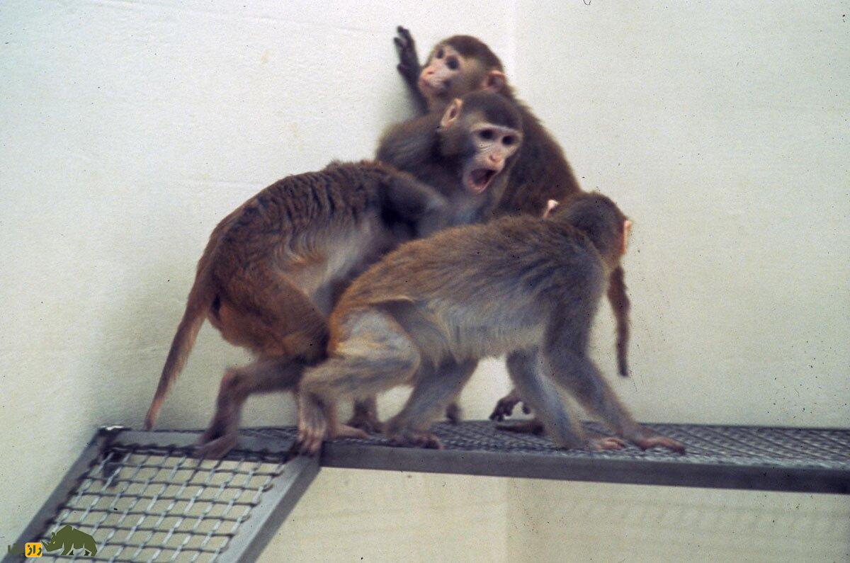 فیلمی عجیب از هفت میمونِ سرگردان که کرج را بهم ریختند! هفت میمونِ سرگردان