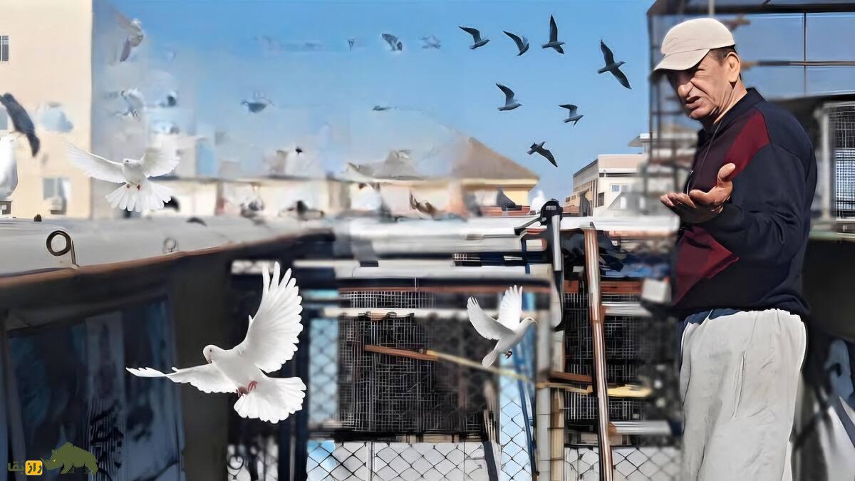 سیروس چناری؛ مشهورترین کبوترباز ایران و اروپا با رکورد ۱۹ ساعت و ۳۸ دقیقه که کبوتر سیاه رستاخیز را به وجود آورد سیروس چناری؛ مشهورترین کبوترباز ایران و اروپا با رکورد ۱۹ ساعت و ۳۸ دقیقه که کبوتر سیاه رستاخیز را به وجود آورد